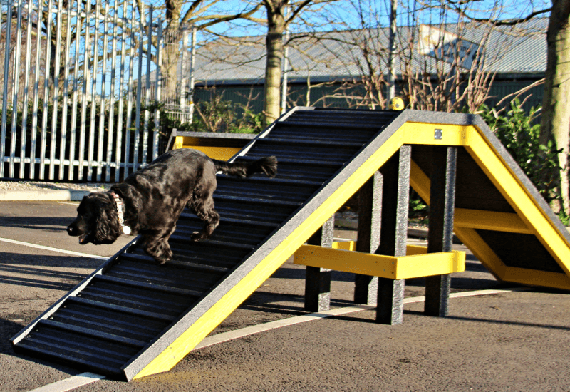 what equipment is used in dog agility